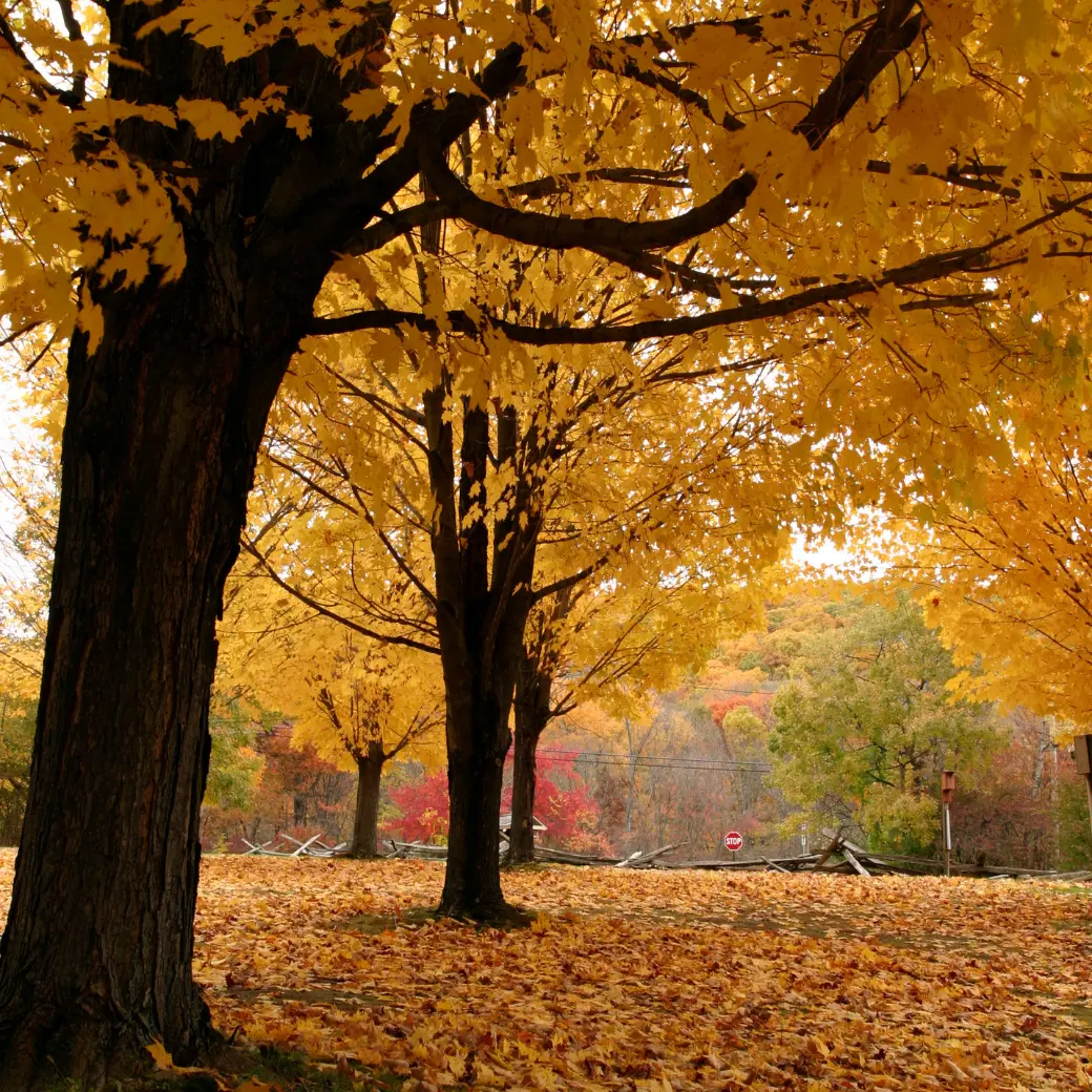 Golden maple trees over a ground covered in fallen leaves